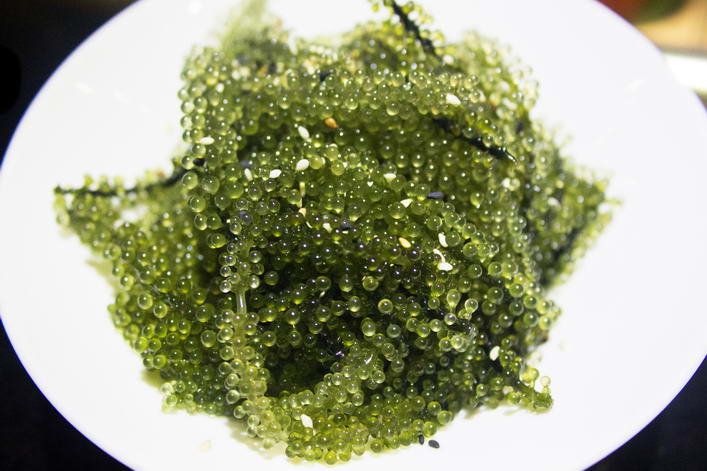 SAL4. Umibudo